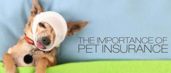 Pet Dog Insurance: Weighing Your Choices