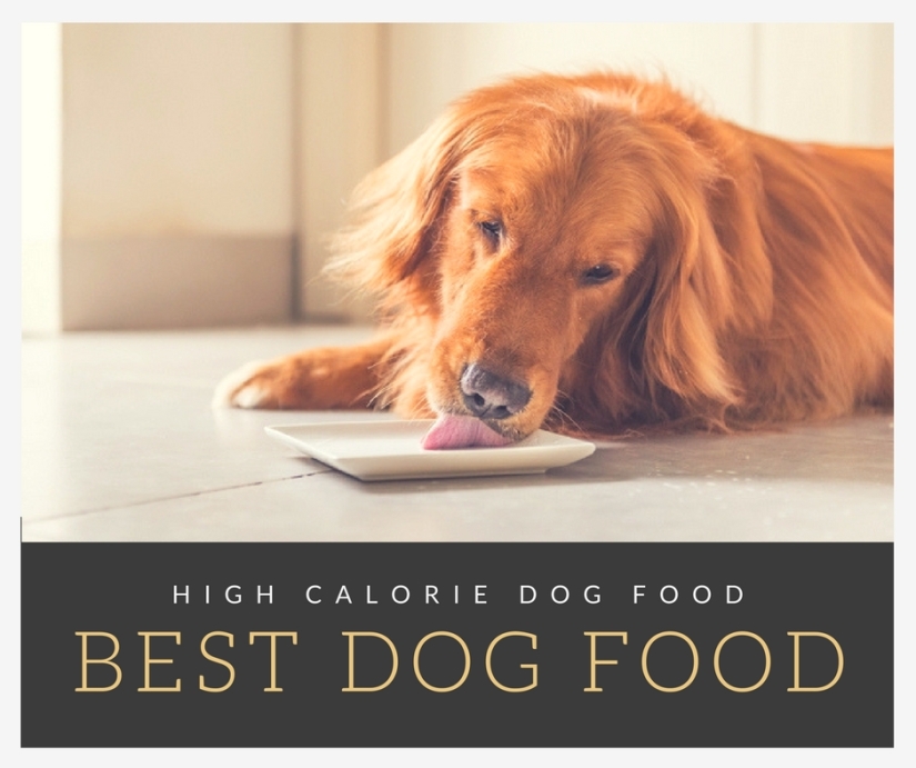 High Calorie Dog Food1.jpg